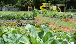 Photo of Bonner Center Community Garden & Playground