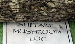Photo of Shitake Muchroom Log