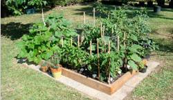 Photo of Backyard Raised Bed Garden in Edgewater, FL
