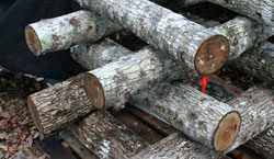 Photo of Shiitake & Reishi Mushrooms being grown in oak logs.