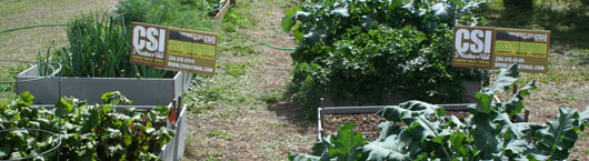 Photo of Raised Bed Gardening using CSI Natural Spent Compost at Elks Lodge in Edgewater, FL
