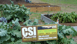 Photo of Raised Beds with vegetables using CSI Natural Spent Compost.