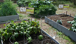 Photo of Raised Beds with vegetables growing in CSI Natural Spent Compost.