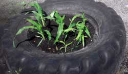 Photo of plants growing in recycle truck tire.