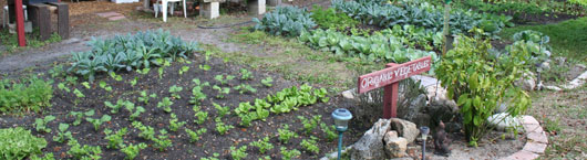 Photo of Organic Vegetable Garden in Edgewater, FL.