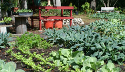 Photo of Organic Vegetables in Edgewater, FL Garden.