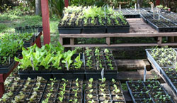 Photo of Organic Seedlings in Edgewater, FL Garden.