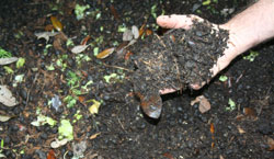Photo of Vermicomposting in Edgewater, FL.